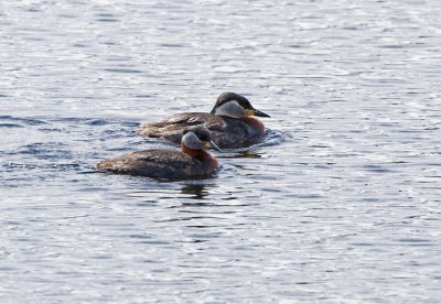 Red-necked Grebe (Podiceps grisegena)