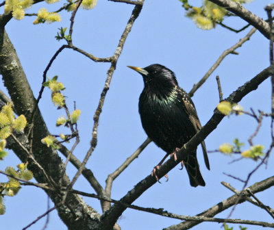 Starling (Sturnus vulgaris)