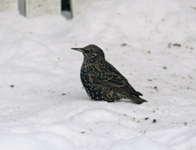 Starling (Sturnus vulgaris)