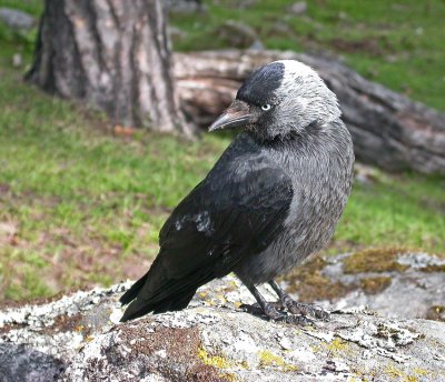 Jackdaw (Corvus monedula)