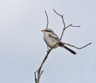 Great Grey Shrike (Lanius excubitor)