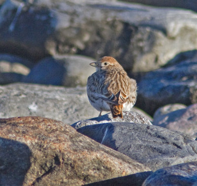 White-winged Lark (Melanocorypha leucoptera)