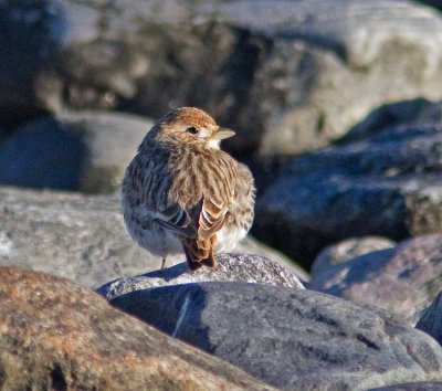 White-winged Lark (Melanocorypha leucoptera)