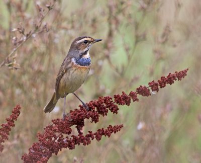 Bluethroat (Luscinia svecica)