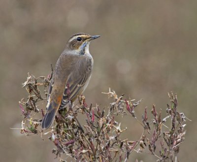 Bluethroat (Luscinia svecica)