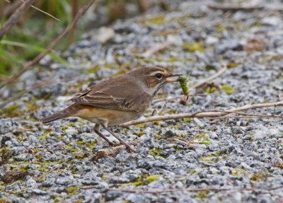 Bluethroat (Luscinia svecica)
