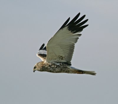 Marsh Harrier (Circus aeruginosus)