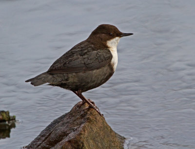 Dipper (Cinclus cinclus)