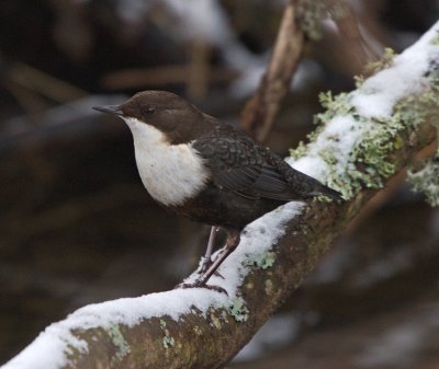 Dipper (Cinclus cinclus)