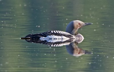 Black-throated Diver (Gavia arctica)