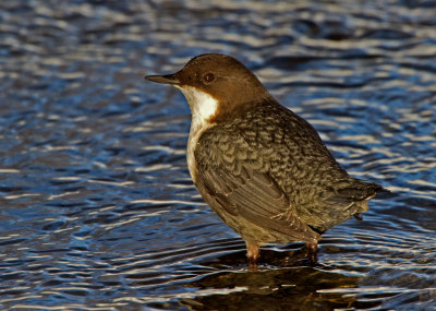 Dipper (Cinclus cinclus)