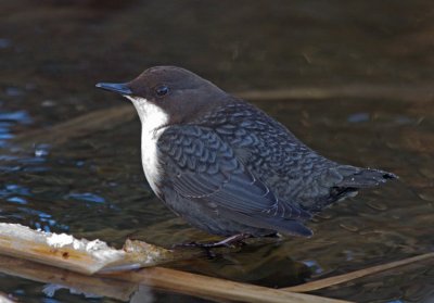 Dipper (Cinclus cinclus)