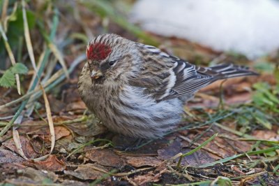 Redpoll (Carduelis flammea)