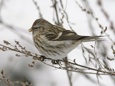 Redpoll (Carduelis flammea)