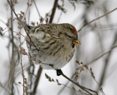 Redpoll (Carduelis flammea)