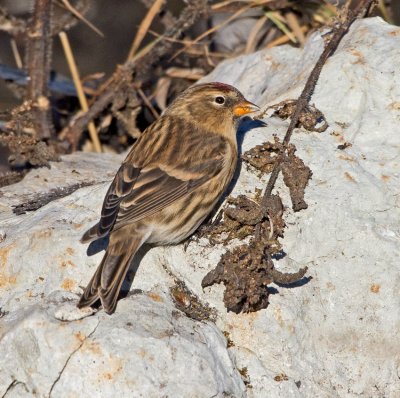 Redpoll (Carduelis flammea)