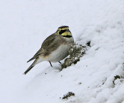 Shore Lark (Eremophila alpestris)