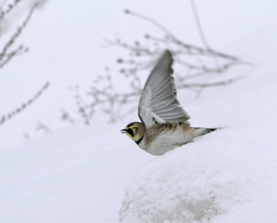 Shore Lark (Eremophila alpestris)