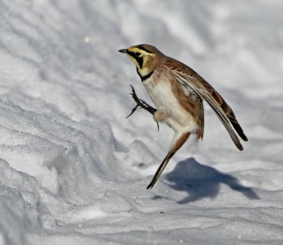 Shore Lark (Eremophila alpestris)