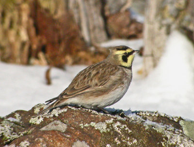 Shore Lark (Eremophila alpestris)