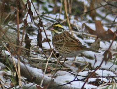 Yellow-browed Bunting (Emberiza chrysophrys)