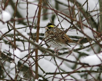 Yellow-browed Bunting (Emberiza chrysophrys)