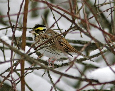 Yellow-browed Bunting (Emberiza chrysophrys)