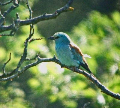Roller (Coracias abyssinicus)
