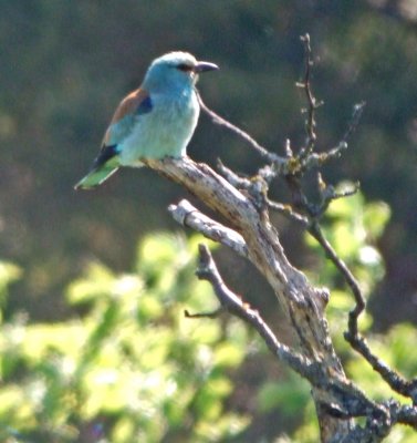 Roller (Coracias abyssinicus)
