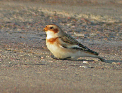 Snow Bunting (Plectrophenax nivalis)