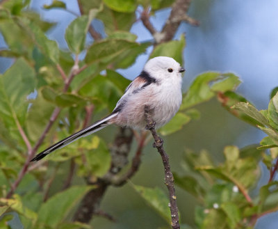 Long-tailed Tit (Aegithalos candatus)