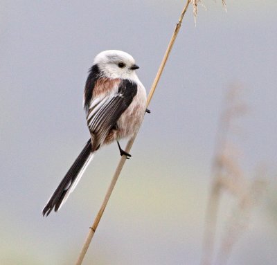 Long-tailed Tit (Aegithalos candatus)