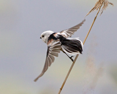 Long-tailed Tit (Aegithalos candatus)