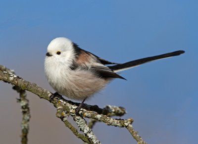 Long-tailed Tit (Aegithalos candatus)