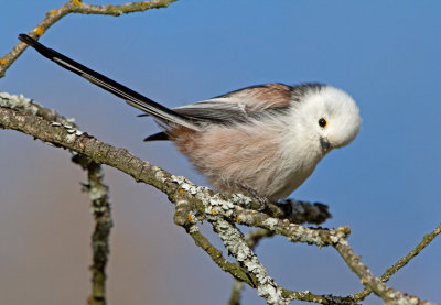 Long-tailed Tit (Aegithalos candatus)