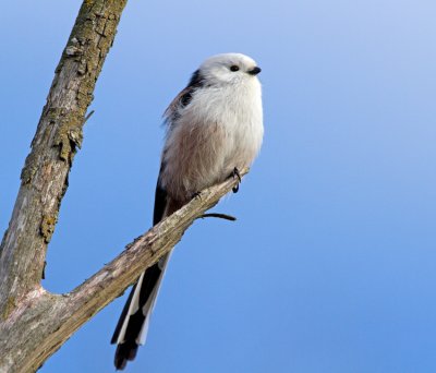 Long-tailed Tit (Aegithalos candatus)