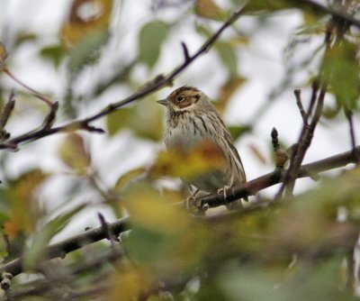 Little Bunting (Emberiza pusilla)