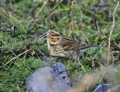 Little Bunting (Emberiza pusilla)