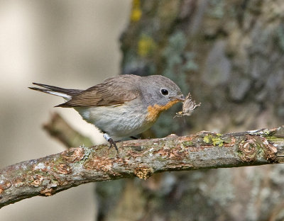 Red-breasted Flycatcher (Ficedula parva)