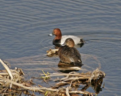 Pochard (Aythya ferina)