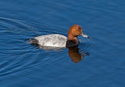 Pochard (Aythya ferina)