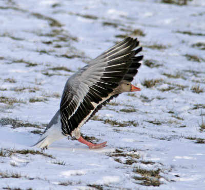 Greylag Goose (Anser anser)