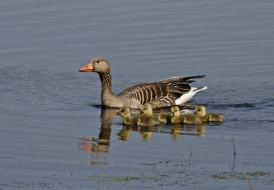 Greylag Goose (Anser anser)