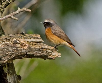Redstart (Phoenicurus phoenicurus)