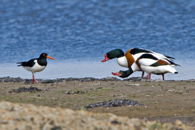 Shelduck (Tadorna tadorna)