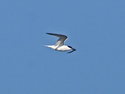 Sandwich Tern (Sterna sandvicensis)