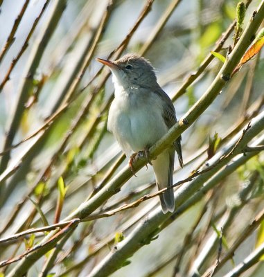 Marsh Warbler (Acrocephalus palustris)
