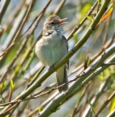 Marsh Warbler (Acrocephalus palustris)