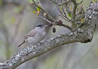 Blackcap (Sylvia atricapilla)