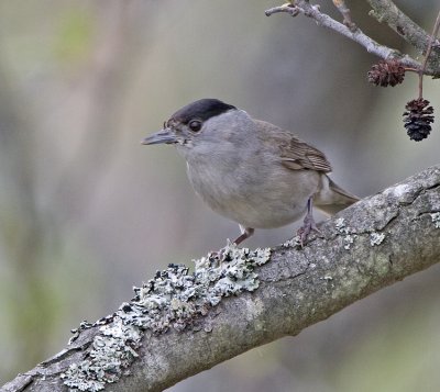 Blackcap (Sylvia atricapilla)
